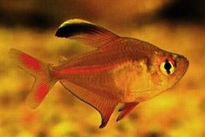粉紅旗