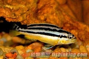 非洲鳳凰