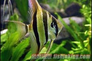 埃及神仙