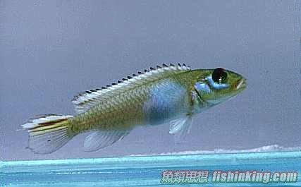 白玉鳳凰