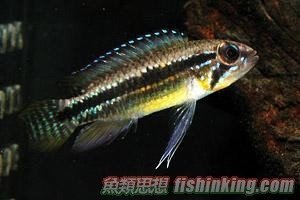 雙帶短鯛