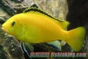 非洲王子