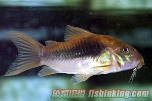 咖啡鼠