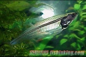 玻璃貓