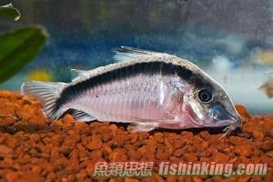 印第安鼠