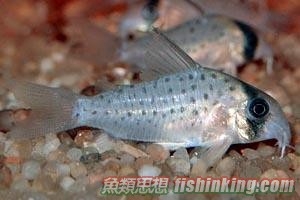 白豹鼠