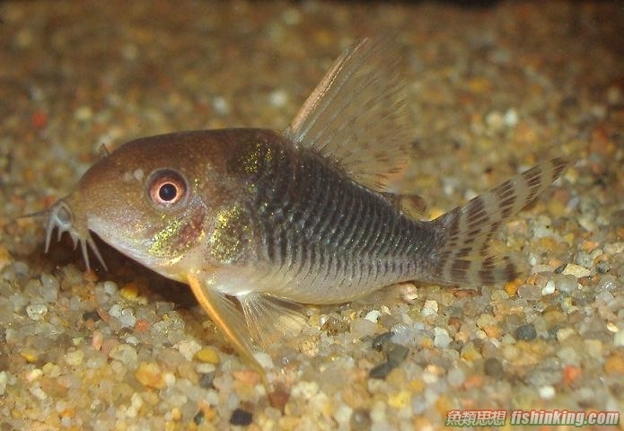 金翅帝王鼠 香港水族网