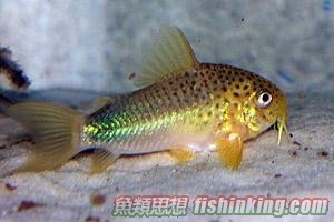 紫羅蘭鼠