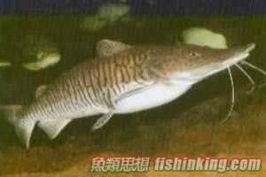 虎鯰