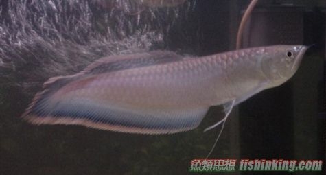 黑龍