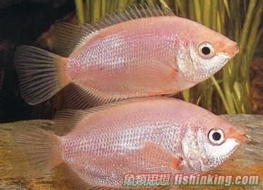 吻嘴魚