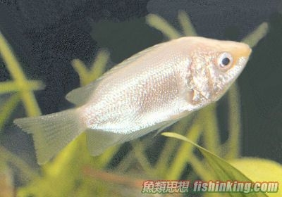 吻嘴魚