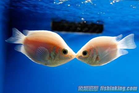 吻嘴魚