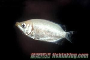 吻嘴魚
