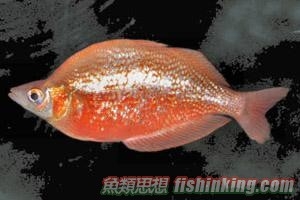 紅蘋果美人