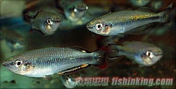 馬達加斯加彩虹