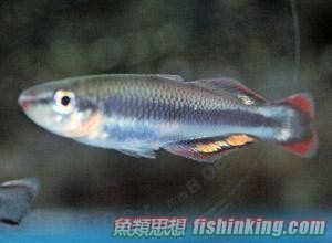 馬達加斯加彩虹