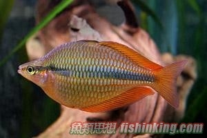 澳洲小彩虹