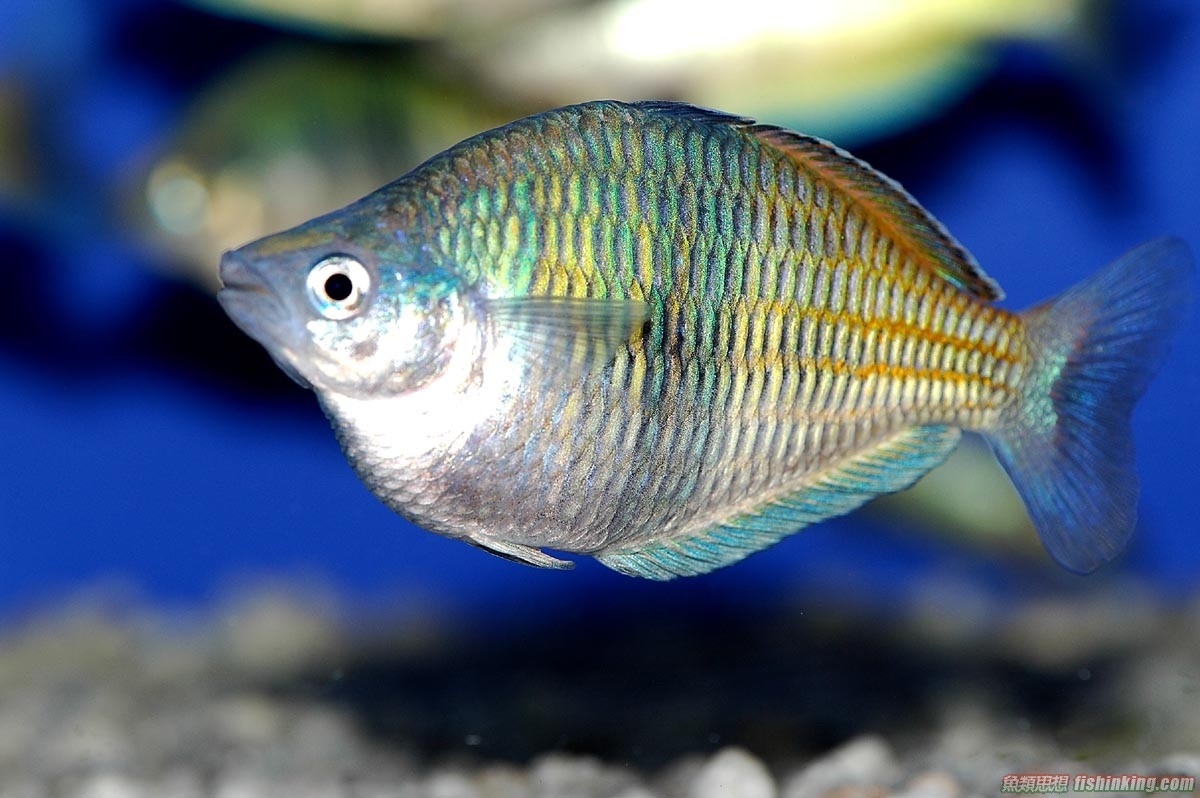 石美人| 香港水族网