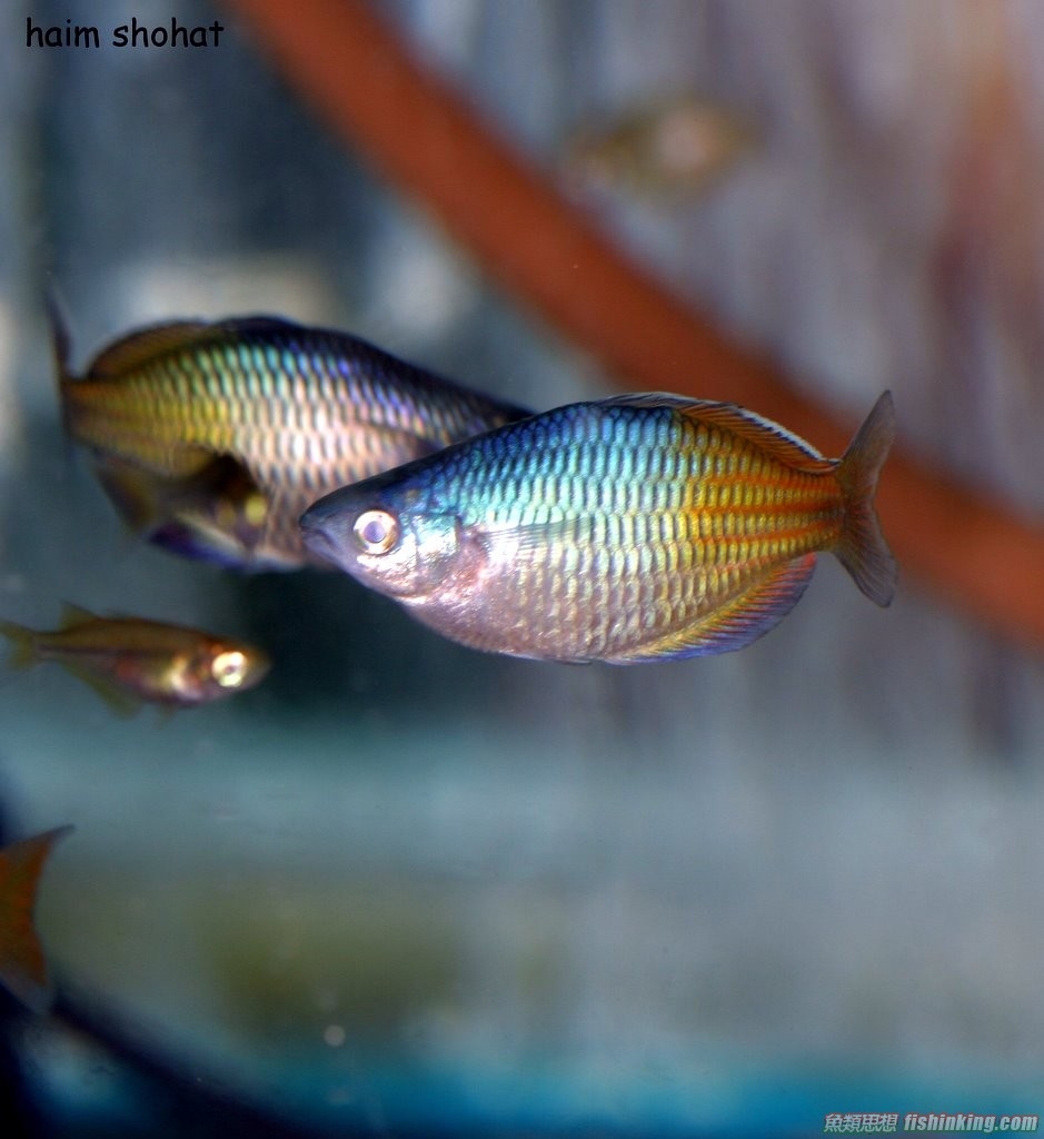 石美人| 香港水族网