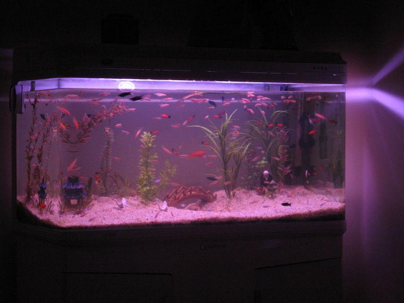 魚友該怎樣選購水族箱和魚缸
