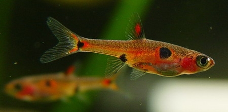 草缸燈魚飼料的選擇及方法