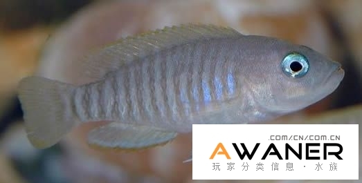 九間貝
