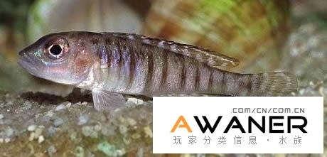 藍眼貝