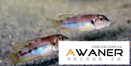 藍鑽貝