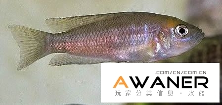 月亮貝