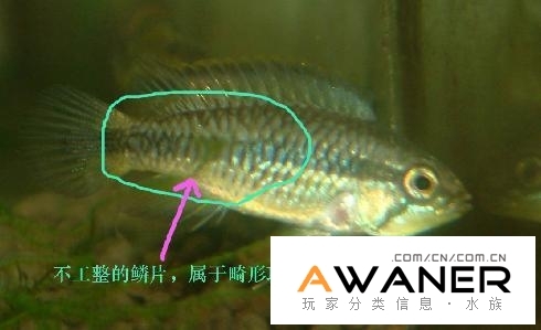 怎樣分辨退化畸形短鯛