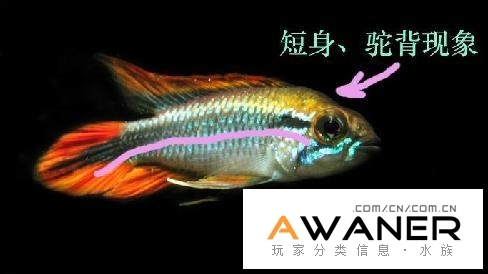怎樣分辨退化畸形短鯛