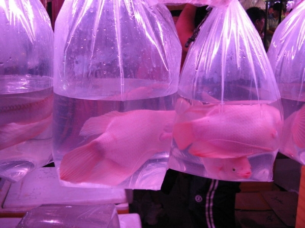 魚友去外地購買觀賞魚的注意事項
