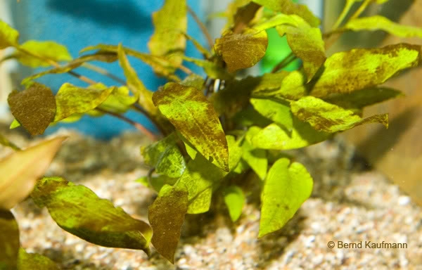 水族缸中的藻类 08 硅藻 香港水族网