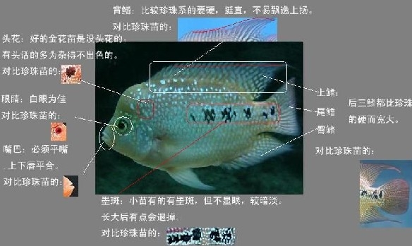 怎样区别金花系罗汉与珍珠系罗汉