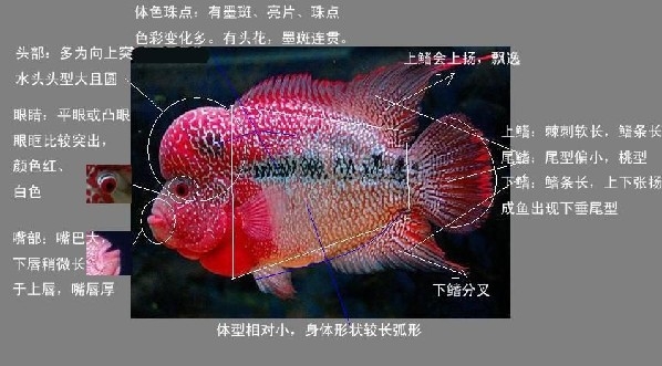 怎样区别金花系罗汉与珍珠系罗汉