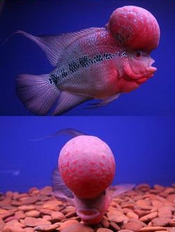 羅漢魚的飼養容易造成的幾大誤區
