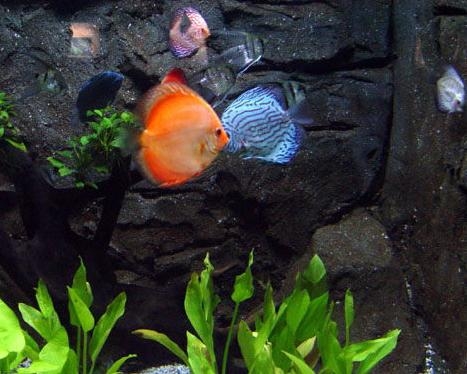 喂七彩神仙魚吃干食的方法