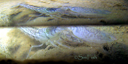 短脊槍蝦 Alpheus brevicristatus | Flathead Snapping Shrimp