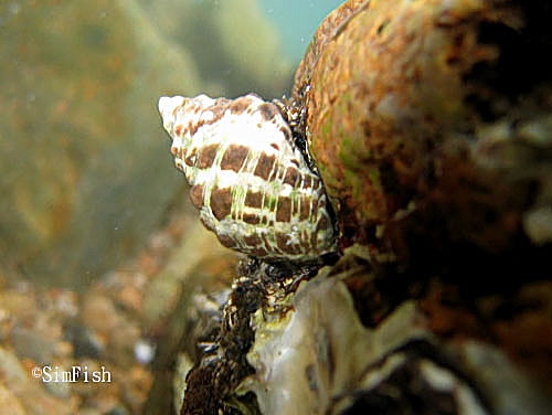 鑽洞專家:疣荔枝螺 | 香港水族網