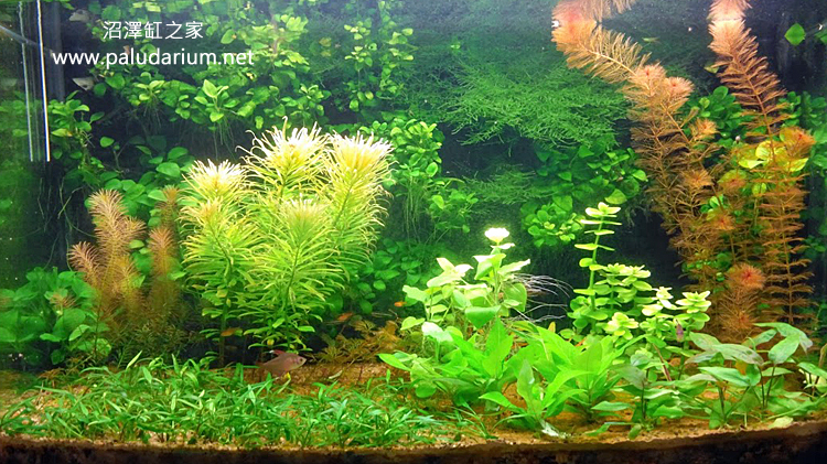 水草激紅實驗的結果 香港水族網