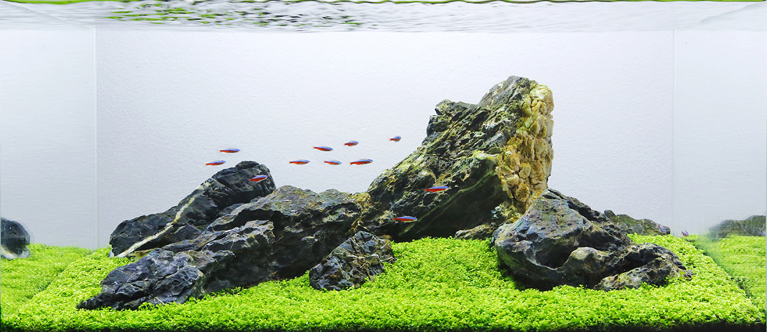 用一盆水草搞定石組造景的水族造景分析| 香港水族網